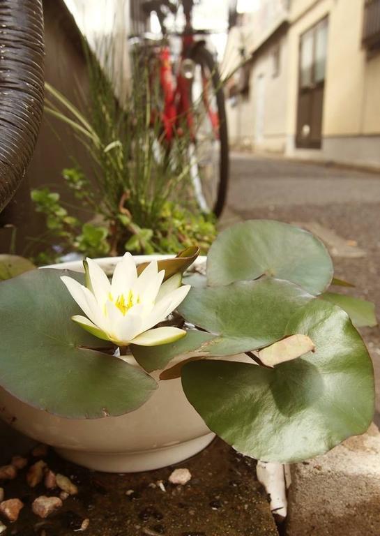 Love Kyoto Kyoenkan Phòng bức ảnh